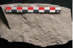 Foto (Detailansicht) von Dictyopteris brongniarti Gutb. (NHMW-GEO-2024-0188-10763)